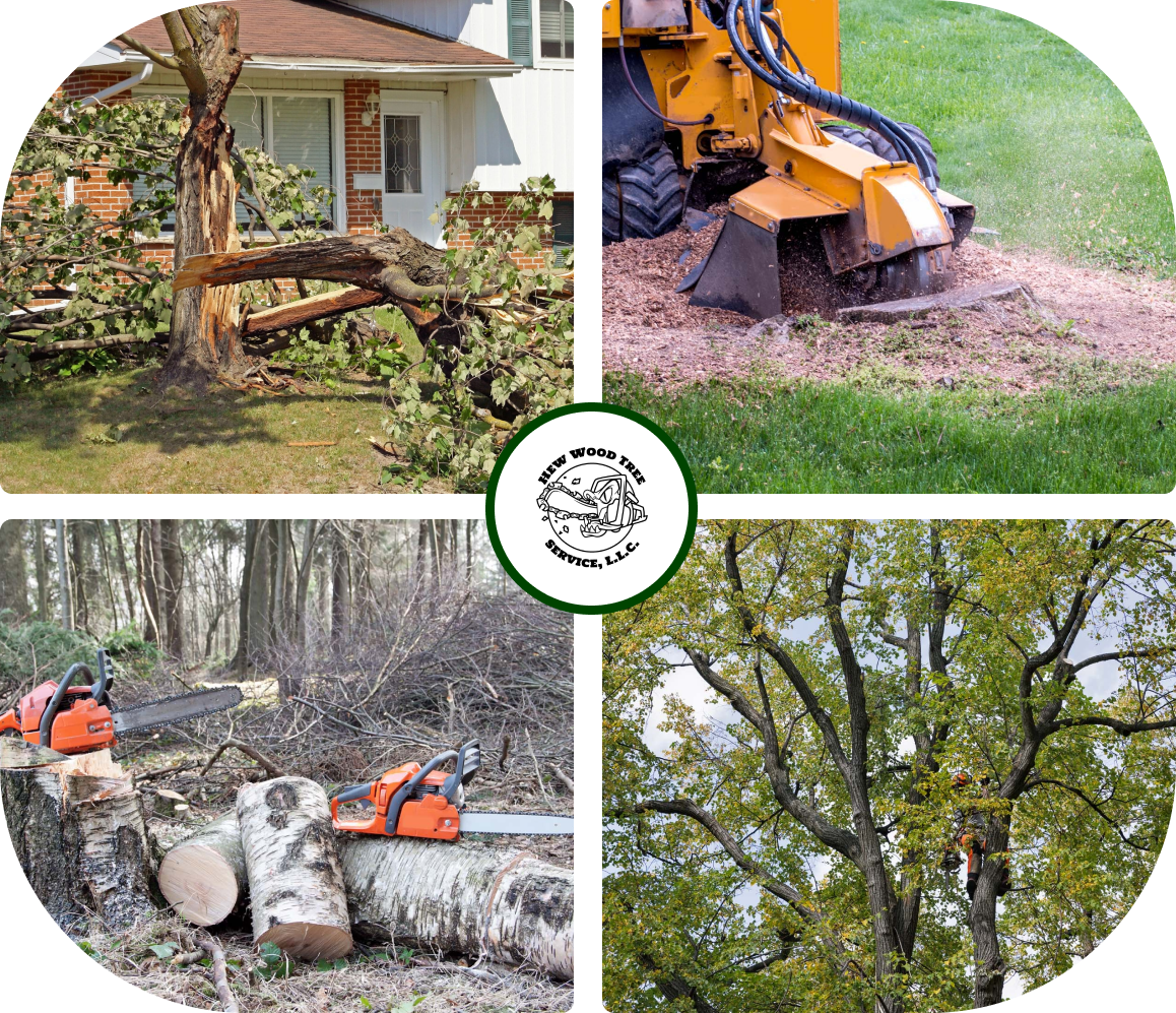 tree removal service